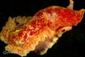   Spanish Dancer Nudibranch free swimming. Taken night dive Ahmed Bali swimming  